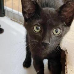 黒猫子猫