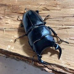 グランディスオオクワガタ♂♀♀