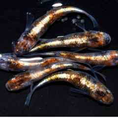 ルビー(紅玉背びれなし)　若魚（2024年産まれ）1P（1ペア組...