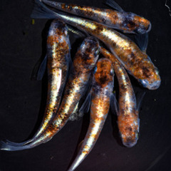 ルビー(紅玉背びれなし)　若魚（2024年産まれ）1P（1ペア組） 3000円の画像