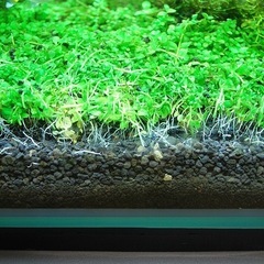 水草　有茎草の画像