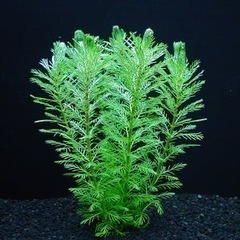 水草　有茎草の画像