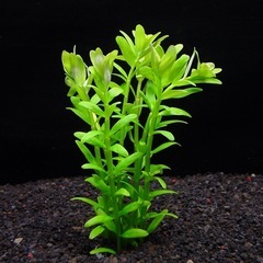 水草　有茎草