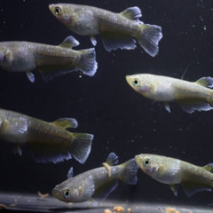 フロマージュ　垂水様直系個体　若魚（2024年産まれ）　　　1P...