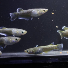 フロマージュ　垂水様直系個体　若魚（2024年産まれ）　　　1P（1ペア組） 3000円　　の画像