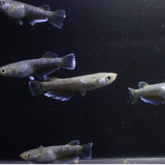 フロマージュ　垂水様直系個体　若魚（2024年産まれ）　　　1P（1ペア組） 3000円　　の画像