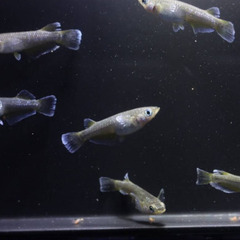 フロマージュ　垂水様直系個体　若魚（2024年産まれ）　　　1P（1ペア組） 3000円　　の画像