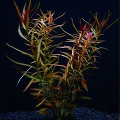 水草　有茎草の画像