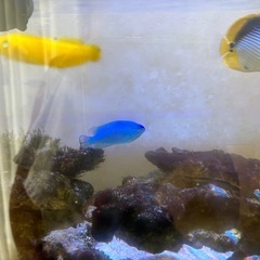 海水魚　コバルトスズメダイ