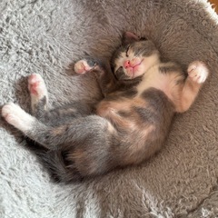 子猫の里親募集中🐈‍⬛