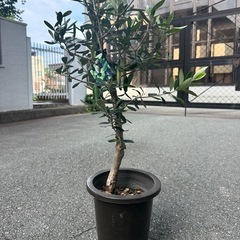 希少　5号　創樹オリーブ　ルッカ