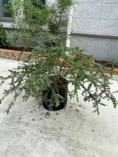 希少　メラウレカ　グラニティーハニーマータル