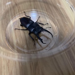 コクワガタ　成虫ペア