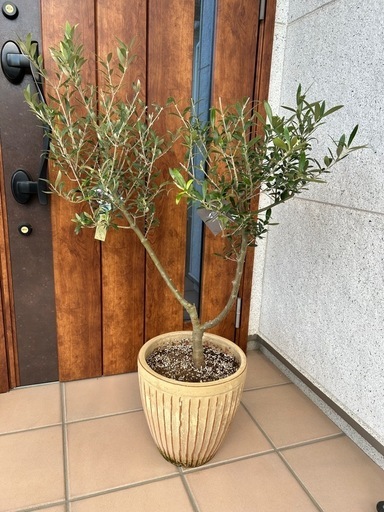 希少　創樹オリーブ　オリーミー