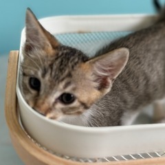 可愛いキジ白の姉妹🐱🐱