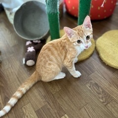里親決定　無邪気で明るい、性格◎の茶白君 - 猫