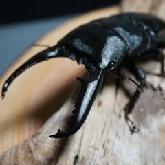 パラワンオオヒラタ ♂104㎜ ♀51mm