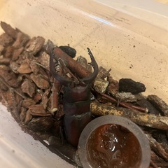 クワガタの画像