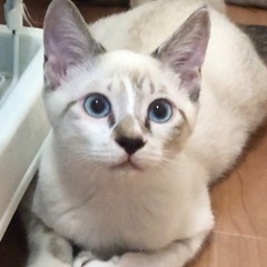 里親様決定！たまたまエイト〜しらたま君！