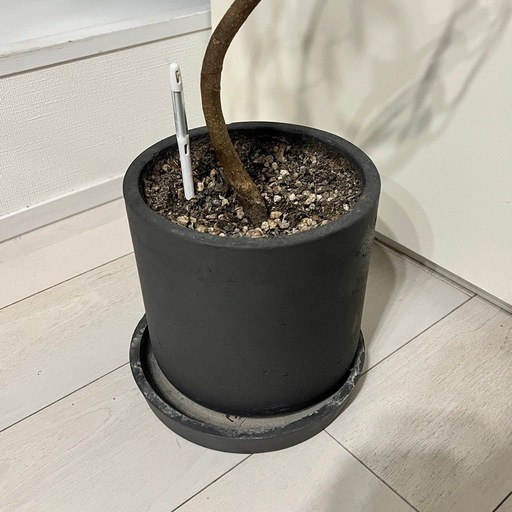 観葉植物　曲がりフランスゴムの木  鉢、水分計つき
