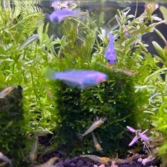 ⑤  ミナミヌマエビ　10匹の画像