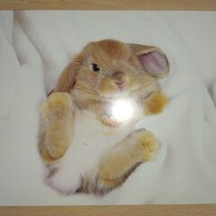 ポストカード　ウサギ　4枚の画像