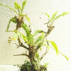 枯れ木にタマシダ