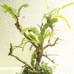 枯れ木にタマシダの画像