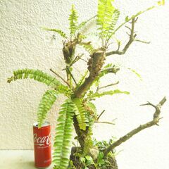 枯れ木にタマシダの画像
