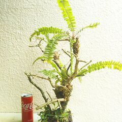 枯れ木にタマシダの画像