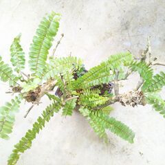 枯れ木にタマシダの画像