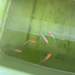 安芸三ラメ　メダカ　6匹の画像