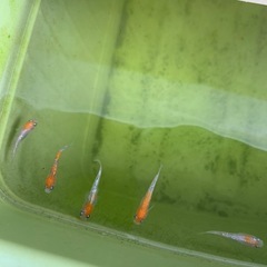 安芸三ラメ　メダカ　6匹