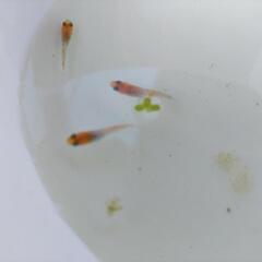 メダカ、王華、200円の画像