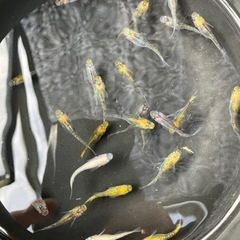 夜桜メダカ1匹から25匹前後