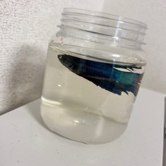 ベタ　熱帯魚