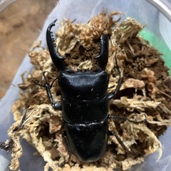 パラワンオオヒラタ  オス単 アゴ欠け