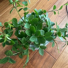 観葉植物　鉢付