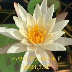 🌸 睡蓮（ハワイアンゴールド）1ポット