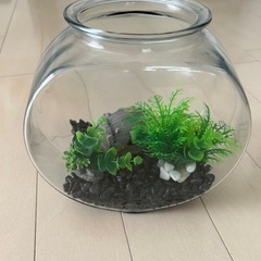 メダカ、金魚用　水槽セットの画像