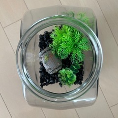 メダカ、金魚用　水槽セットの画像