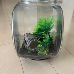 メダカ、金魚用　水槽セットの画像