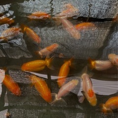 金魚【らんちゅう若魚】060710の画像