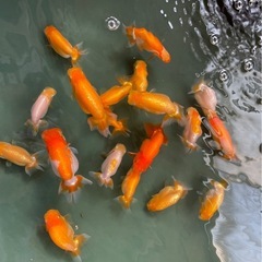 金魚【らんちゅう若魚】060710の画像