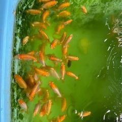 金魚【らんちゅう若魚】060710の画像