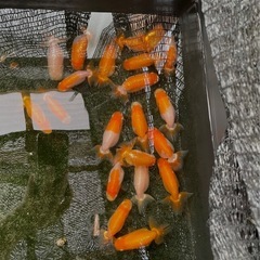 金魚【らんちゅう若魚】060710の画像