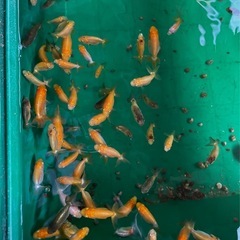 金魚【らんちゅう若魚】060710の画像