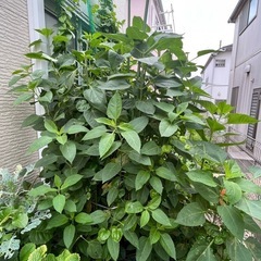 千葉県内で家庭菜園をされている方