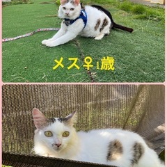 🌸人慣ればつぐんな1歳の女の子🌸