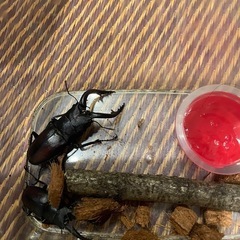 ノコギリクワガタ、カブトムシの画像